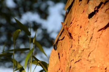 Bark || Mgahinga Gorilla National Park, Uganda