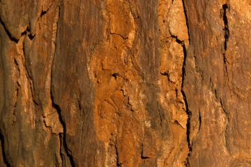 Bark || Mgahinga Gorilla National Park, Uganda