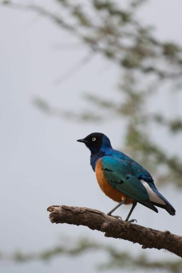 Bird of the Serengeti || Serengeti National Park, Tanzania