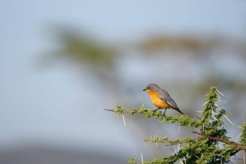 Bird of the Serengeti || Serengeti National Park, Tanzania