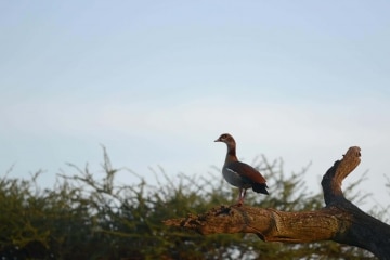 Bird of the Serengeti || Serengeti National Park, Tanzania