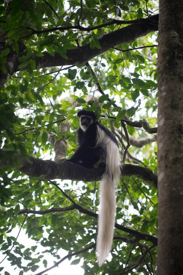 Black and White Colobus Monkey || Arusha National Park, Tanzania