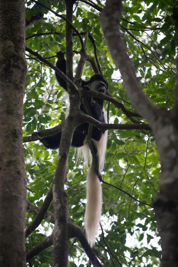 Black and White Colobus Monkey || Arusha National Park, Tanzania