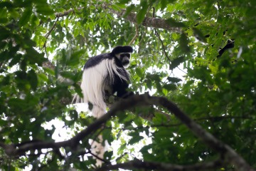 Black and White Colobus Monkey || Arusha National Park, Tanzania