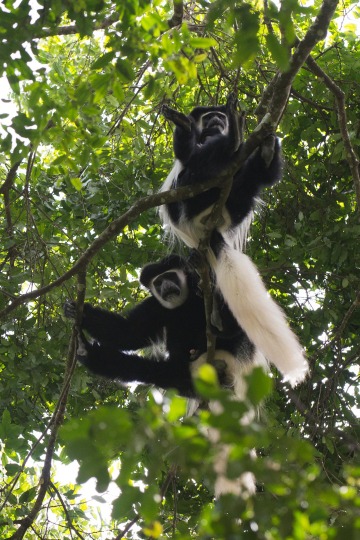 Black and White Colobus Monkeys || Arusha National Park, Tanzania