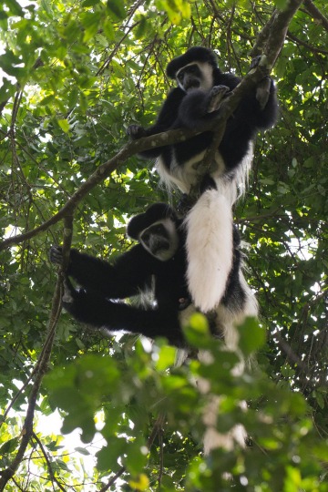 Black and White Colobus Monkeys || Arusha National Park, Tanzania