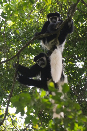 Black and White Colobus Monkeys || Arusha National Park, Tanzania