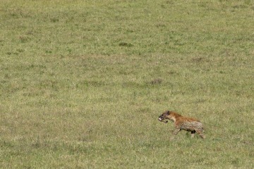 Black-backed Jackal with Lion Kill || Ngorongoro Crater, Tanzania