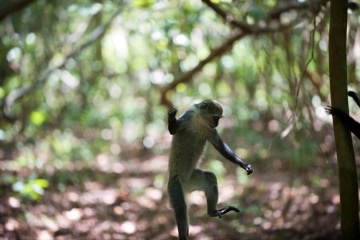 Blue Monkey Dance || Jozani Chwaka Bay National Park, Zanzibar