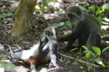 Blue Monkey Grooming || Jozani Chwaka Bay National Park, Zanzibar