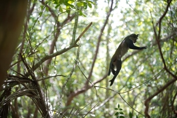 Blue Monkey Leap || Jozani Chwaka Bay National Park, Zanzibar