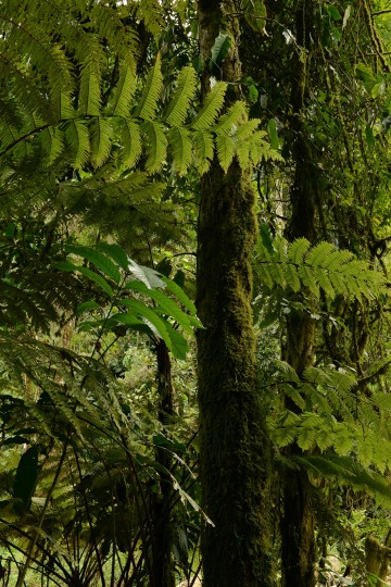Bwindi Forests || Bwindi Impenetrable National Park, Uganda