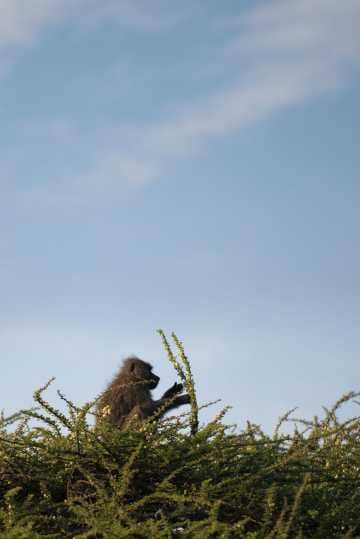 Chacma baboon || Serengeti National Park, Tanzania