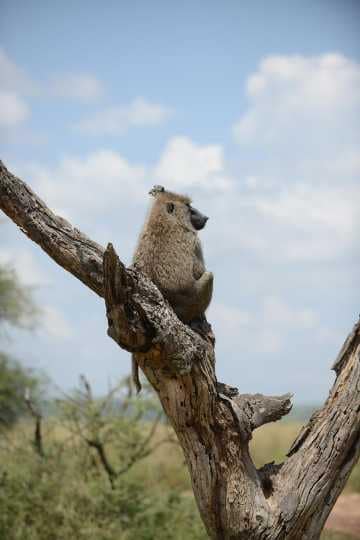 Chacma baboon || Serengeti National Park, Tanzania