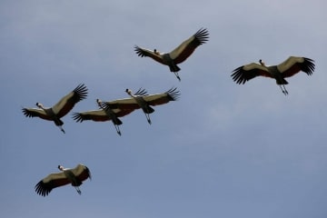 Crested Crane Formation || Ngorongoro Crater, Tanzania