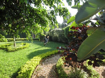 Crested Crane at Hotel || Kigali, Rwanda