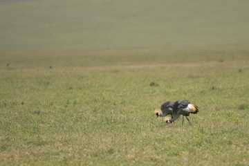 Crested Cranes || Ngorongoro Crater, Tanzania