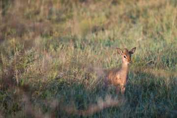 Dik-dik || Serengeti National Park, Tanzania