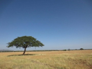 Dry Serengeti || Serengeti National Park, Tanzania
