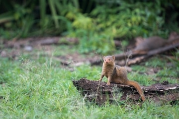 Dwarf Mongoose || Serengeti National Park, Tanzania