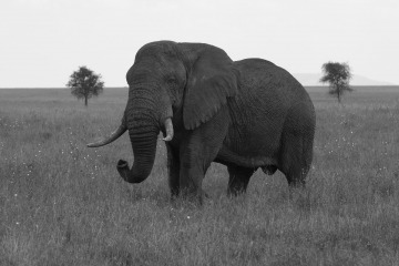 Elephant BW || Serengeti National Park, Tanzania
