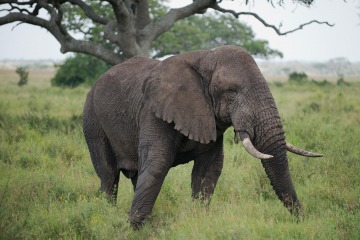 Elephant || Serengeti National Park, Tanzania
