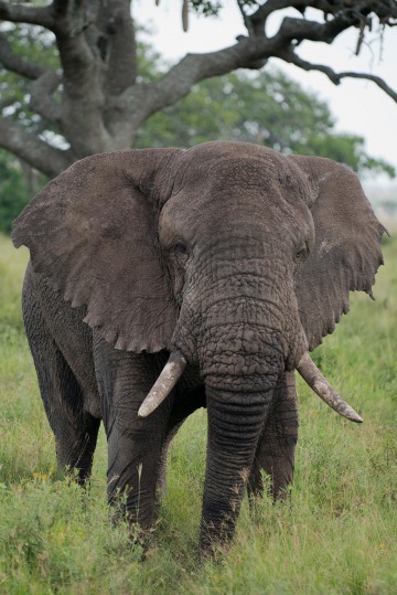 Elephant || Serengeti National Park, Tanzania