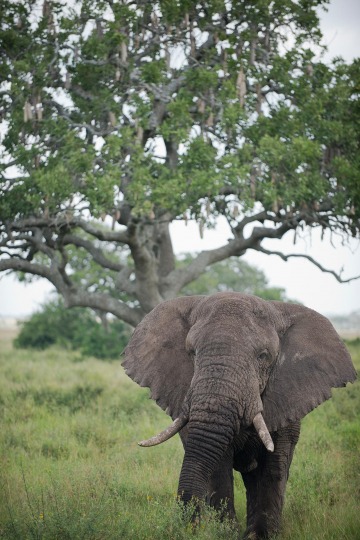 Elephant || Serengeti National Park, Tanzania