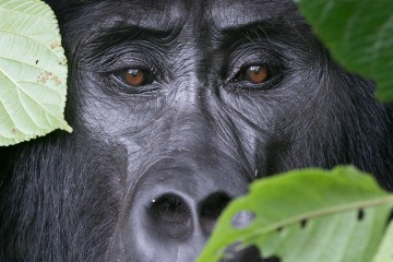 Eyes of a Kahungye Gorilla || Bwindi Impenetrable National Park, Uganda