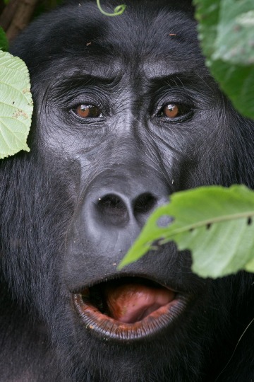 Eyes of a Kahungye Gorilla || Bwindi Impenetrable National Park, Uganda