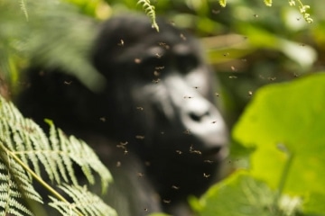 Flies Surround a Kahungye Gorilla || Bwindi Impenetrable National Park, Uganda