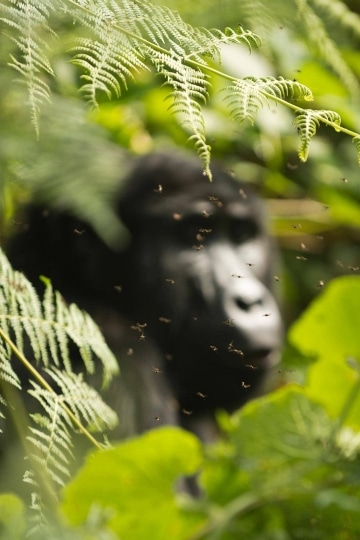 Flies Surround a Kahungye Gorilla || Bwindi Impenetrable National Park, Uganda