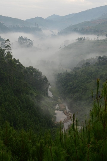 Fog in the Virunga Mountains || Uganda