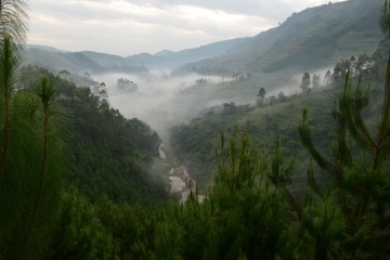 Fog in the Virunga Mountains || Uganda