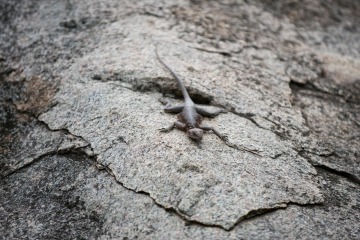Gecko || Serengeti National Park, Tanzania