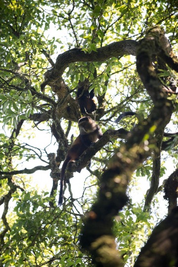 Golden Monkeys || Mgahinga Gorilla National Park, Uganda