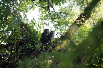 Golden Monkeys || Mgahinga Gorilla National Park, Uganda
