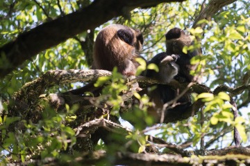 Golden Monkeys || Mgahinga Gorilla National Park, Uganda