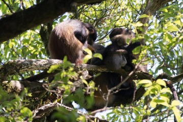Golden Monkeys || Mgahinga Gorilla National Park, Uganda