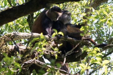 Golden Monkeys || Mgahinga Gorilla National Park, Uganda