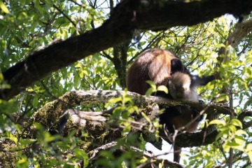 Golden Monkeys || Mgahinga Gorilla National Park, Uganda