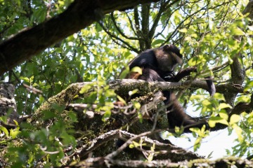 Golden Monkeys || Mgahinga Gorilla National Park, Uganda