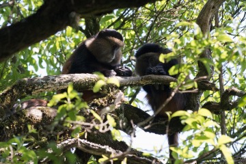 Golden Monkeys || Mgahinga Gorilla National Park, Uganda