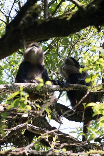 Golden Monkeys || Mgahinga Gorilla National Park, Uganda