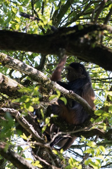 Golden Monkeys || Mgahinga Gorilla National Park, Uganda