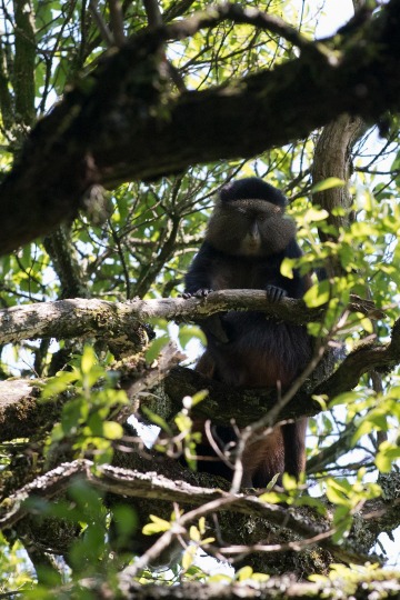Golden Monkeys || Mgahinga Gorilla National Park, Uganda