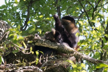 Golden Monkeys || Mgahinga Gorilla National Park, Uganda