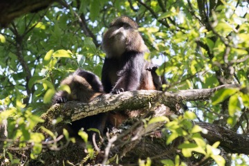 Golden Monkeys || Mgahinga Gorilla National Park, Uganda