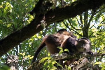 Golden Monkeys || Mgahinga Gorilla National Park, Uganda