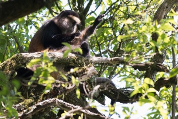 Golden Monkeys || Mgahinga Gorilla National Park, Uganda
